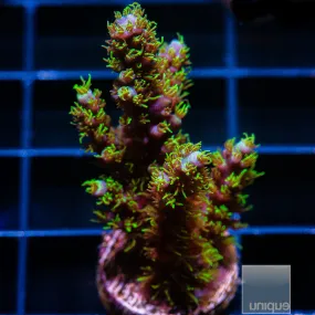 Acropora sp. Green Polyp Acropora- WYSIWYG Frag SPS