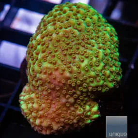 Montipora sp. Green Montipora- WYSIWYG Frag SPS