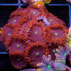 Zoanthus sp. Red People Eater Zoanthid- WYSIWYG Frag Zoa/Paly