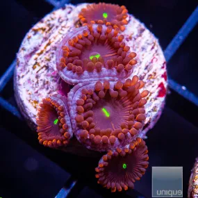 Zoanthus sp. Red People Eater- WYSIWYG Frag Zoa/Paly